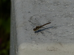 FZ008578 Dragonfly on electricity box.jpg